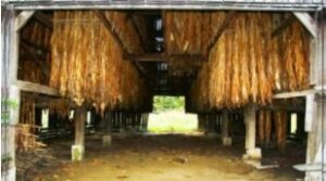 Kincaid Tobacco Barn